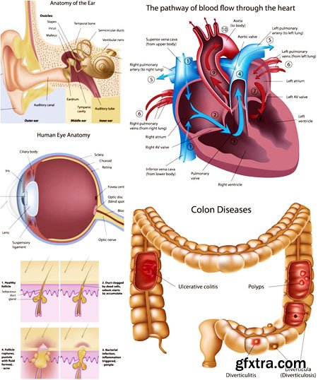 5 Human Organs Vector (Re-Up)