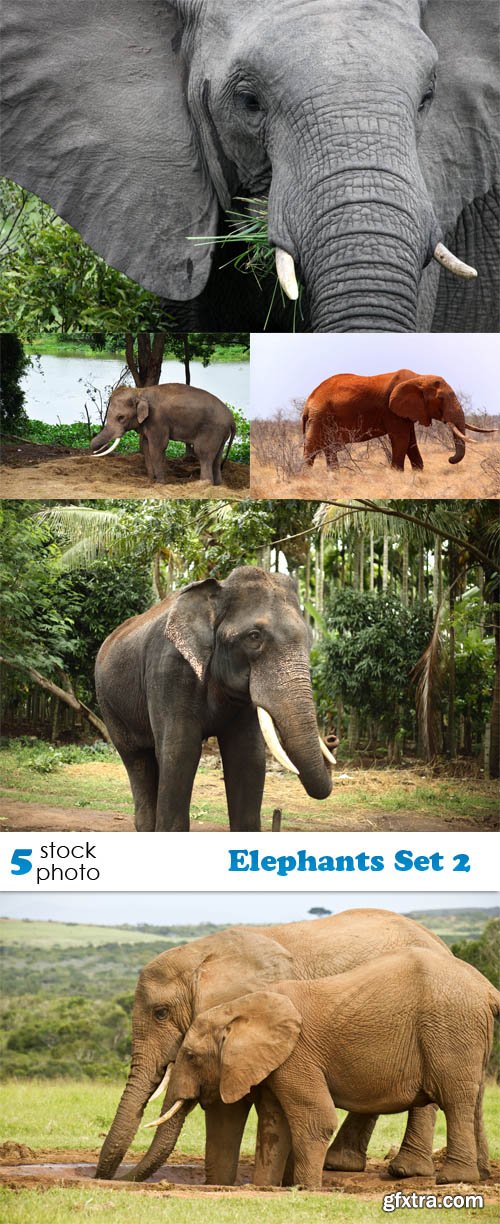 Photos - Elephants Set 2