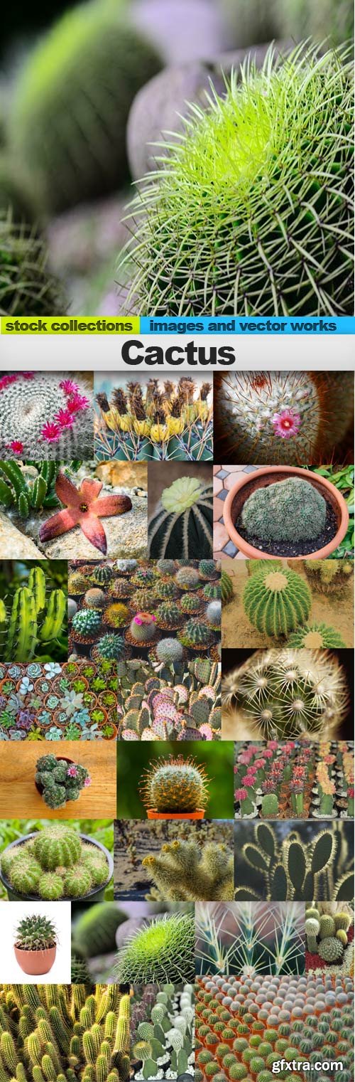 Cactus,25 x UHQ JPEG