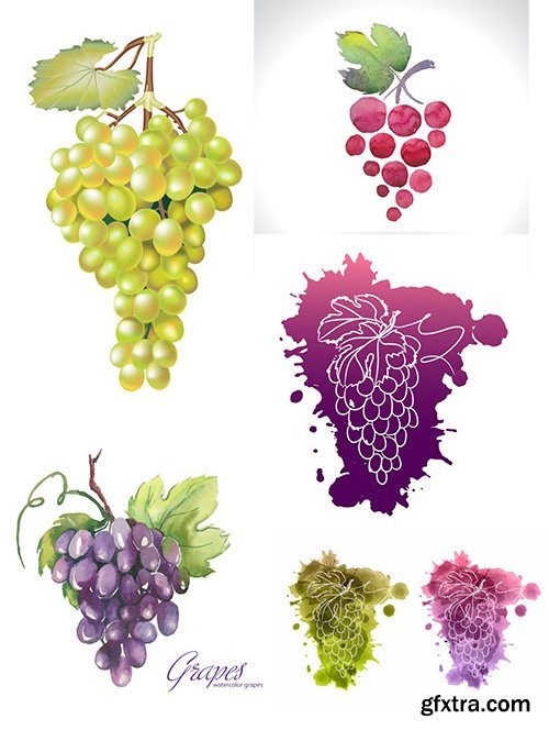 Watercolor illustrations of grapes Vector Set