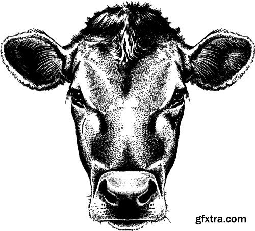 Cow Logos & Designs 25xEPS