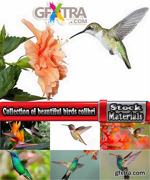 Collection of beautiful birds colibri 25 UHQ Jpeg