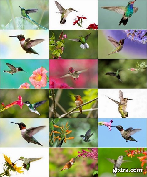 Collection of beautiful birds colibri 25 UHQ Jpeg