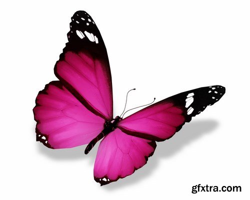 Butterfly,25 x UHQ JPEG