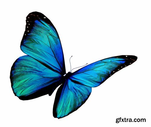 Butterfly,25 x UHQ JPEG