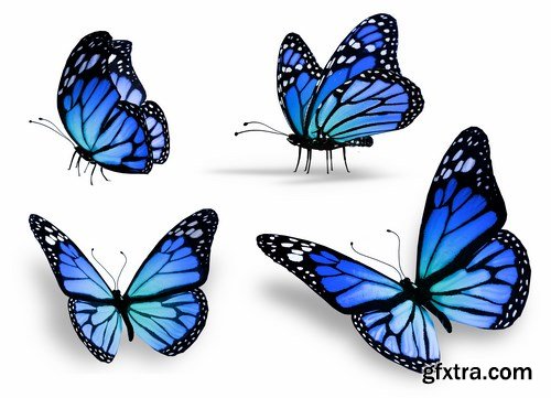 Butterfly,25 x UHQ JPEG