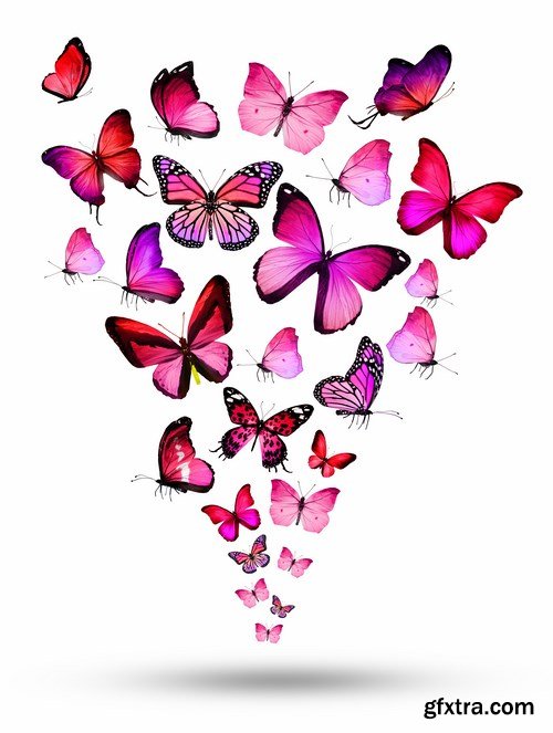 Butterfly,25 x UHQ JPEG