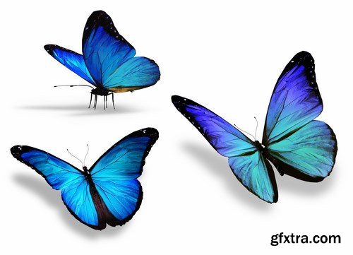 Butterfly,25 x UHQ JPEG