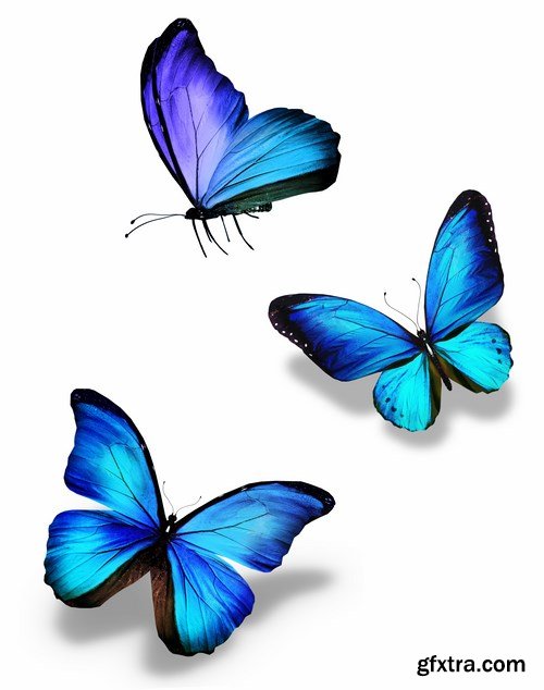 Butterfly,25 x UHQ JPEG