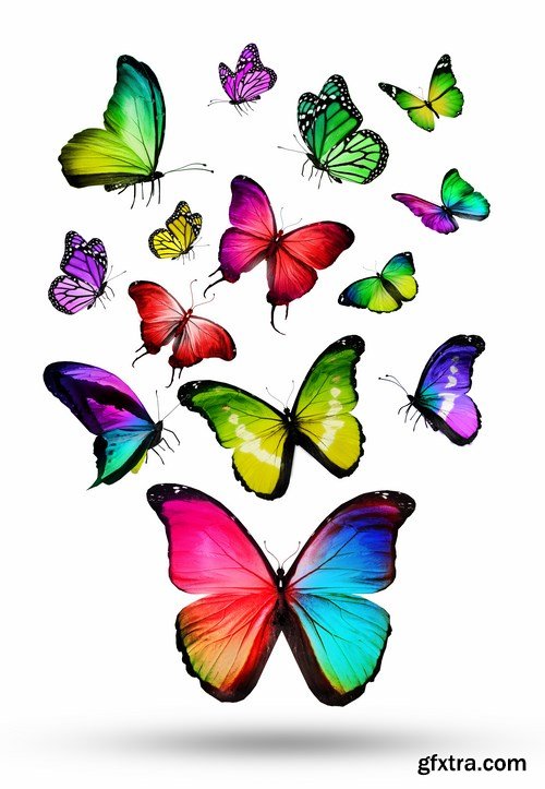 Butterfly,25 x UHQ JPEG