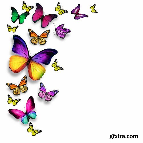 Butterfly,25 x UHQ JPEG