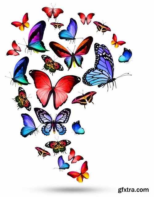 Butterfly,25 x UHQ JPEG