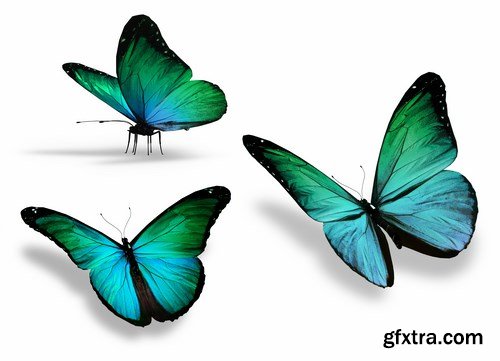 Butterfly,25 x UHQ JPEG