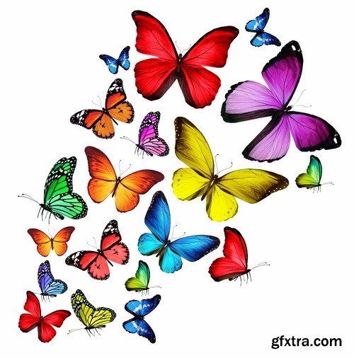 Butterfly,25 x UHQ JPEG