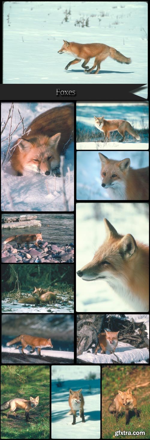 Foxes