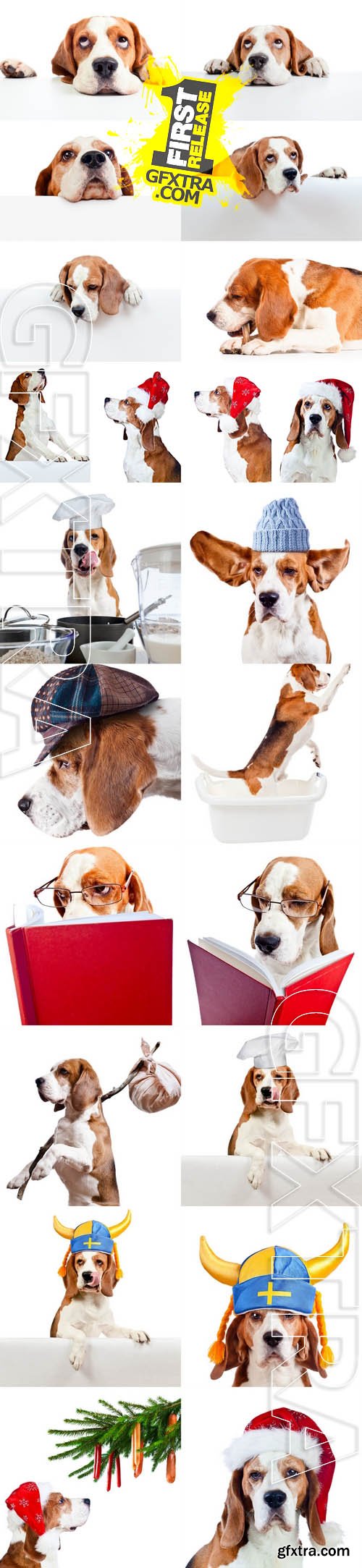 Stock Photos - Beagle Isolated