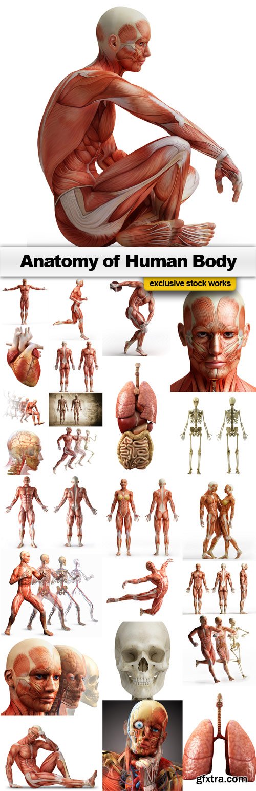 Anatomy of Human Body - 25x JPEGs