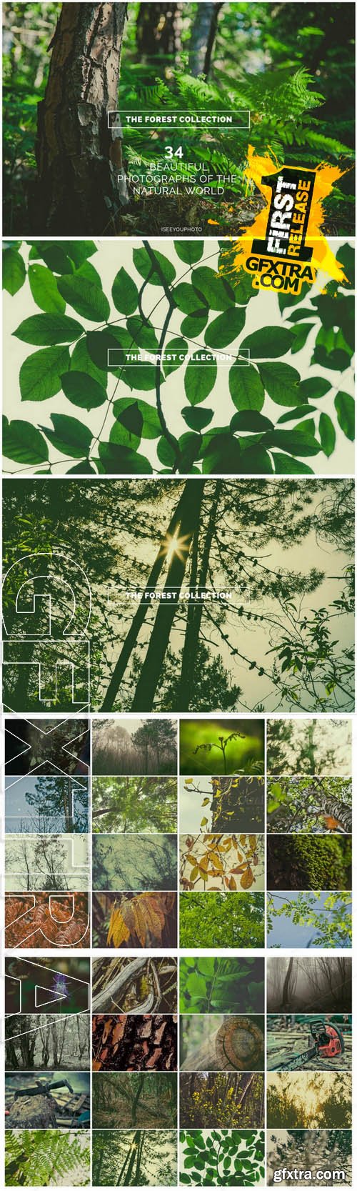 The Forest Collection - Iseeyouphoto - Creativemarket 72319