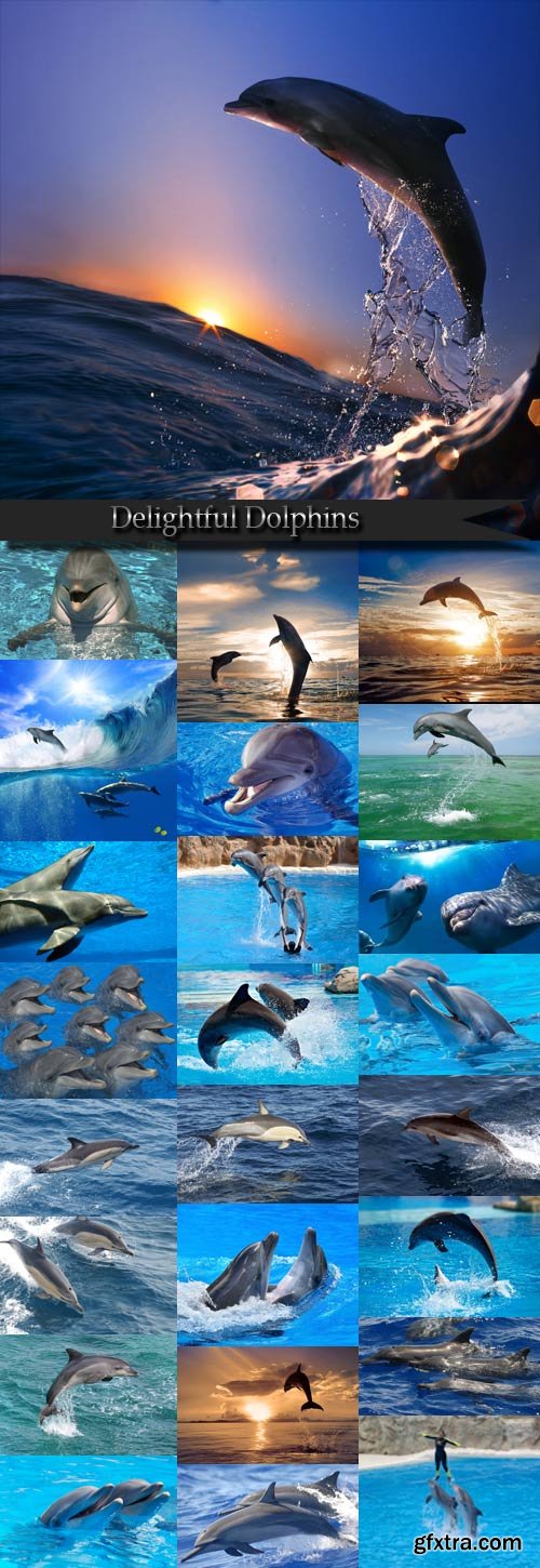 Delightful Dolphins