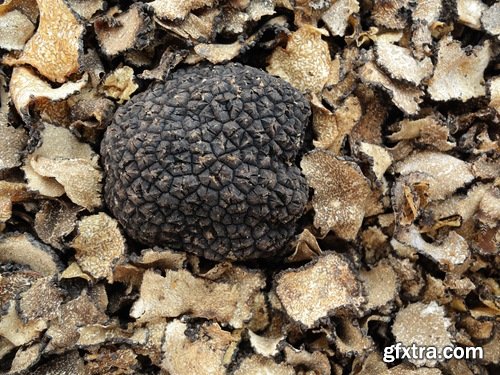 Collection of different truffles 25 UHQ Jpeg