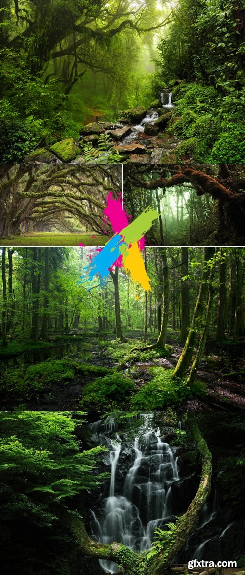 Stock Photot - Deep Forest