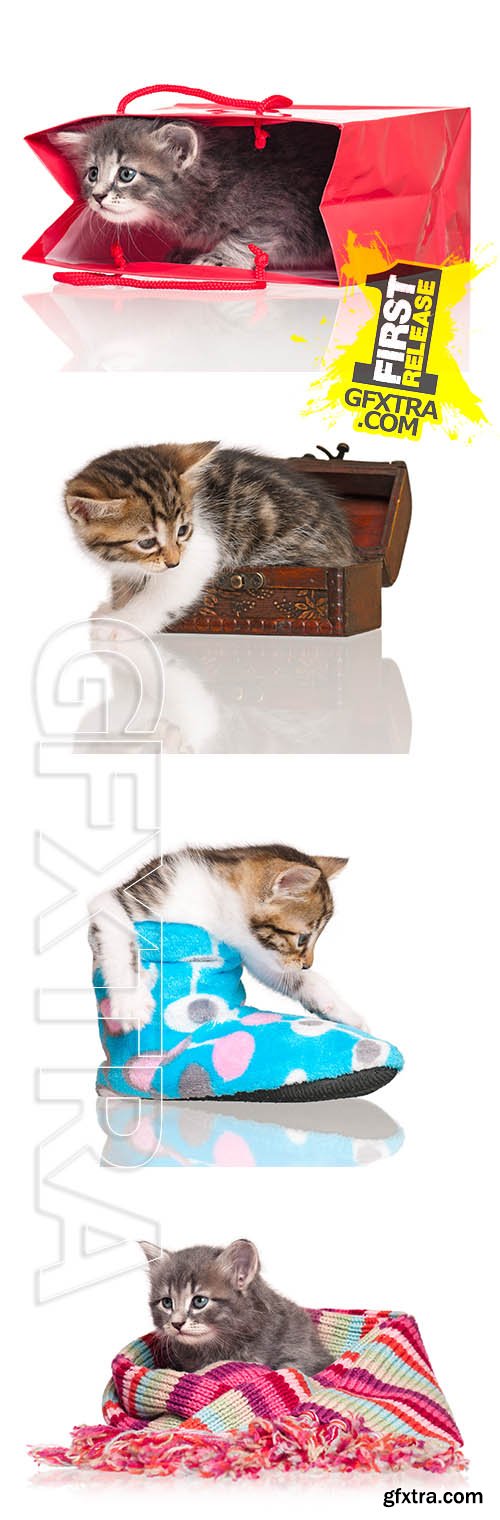 Stock Photos - Cute Kitten