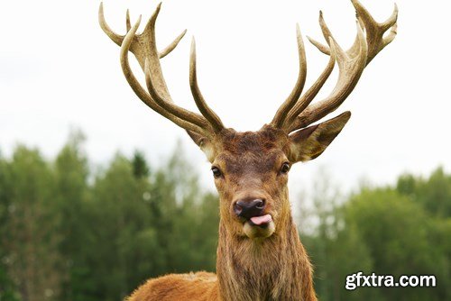 Deer,25 x UHQ JPEG