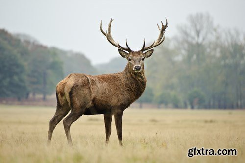 Deer,25 x UHQ JPEG