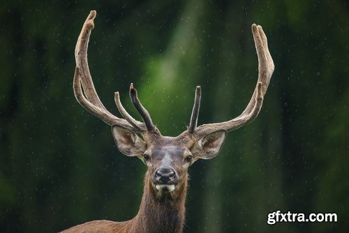 Deer,25 x UHQ JPEG