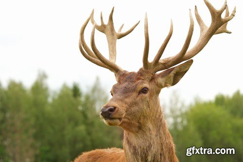 Deer,25 x UHQ JPEG