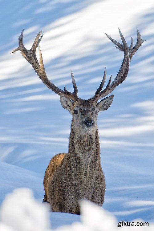 Deer,25 x UHQ JPEG