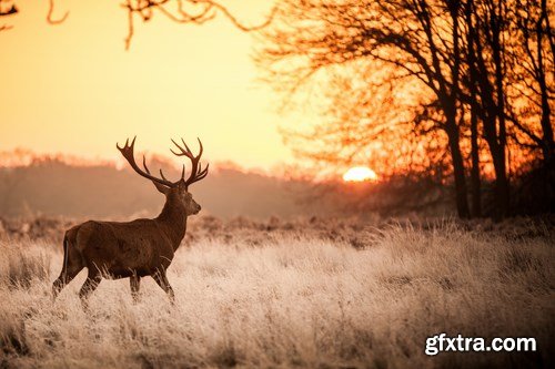 Deer,25 x UHQ JPEG