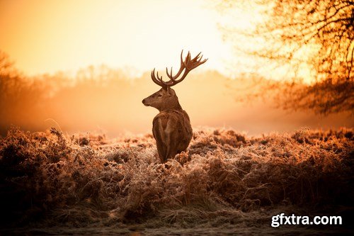 Deer,25 x UHQ JPEG