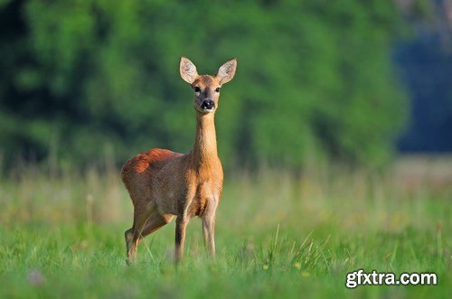 Deer,25 x UHQ JPEG