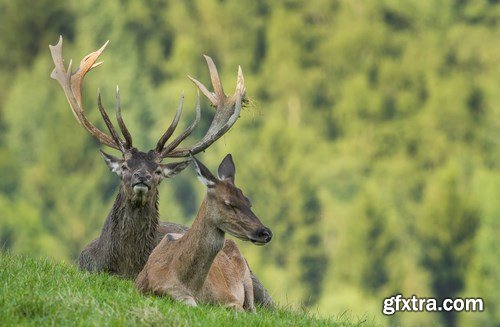 Deer,25 x UHQ JPEG