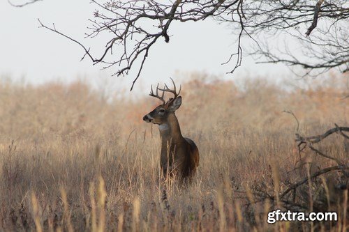 Deer,25 x UHQ JPEG