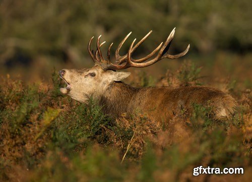 Deer,25 x UHQ JPEG