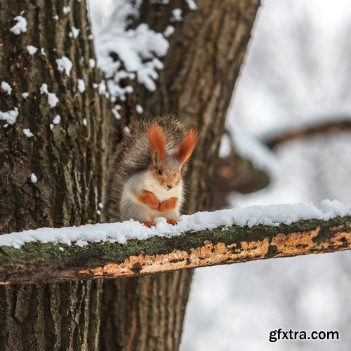 Stock Photos - Winter park, 25xJPG