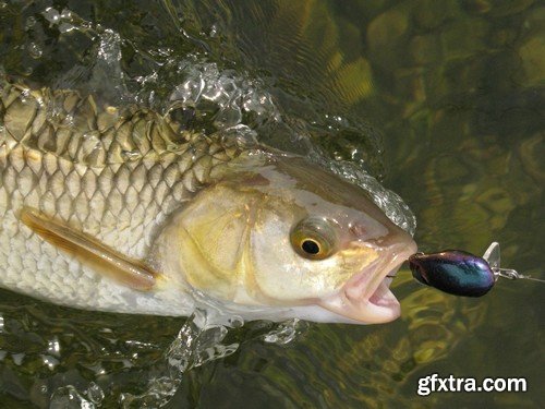 Stock Photos - Fishing, 25xJPG