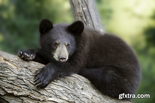 Collection of images of cubs bears 25 HQ Jpeg