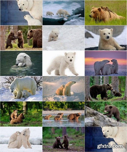Collection of images of cubs bears 25 HQ Jpeg