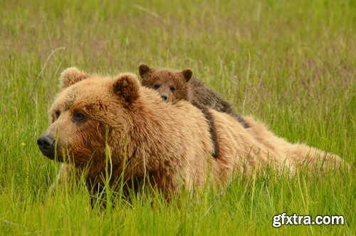 Collection of images of cubs bears 25 HQ Jpeg