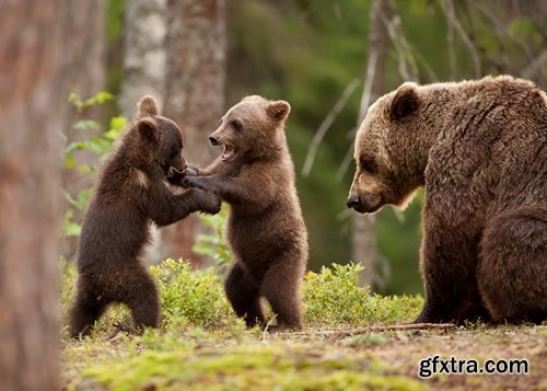 Collection of images of cubs bears 25 HQ Jpeg