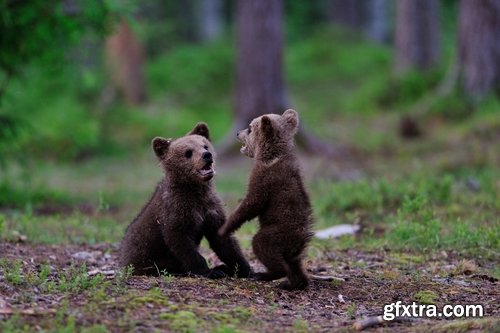 Collection of images of cubs bears 25 HQ Jpeg