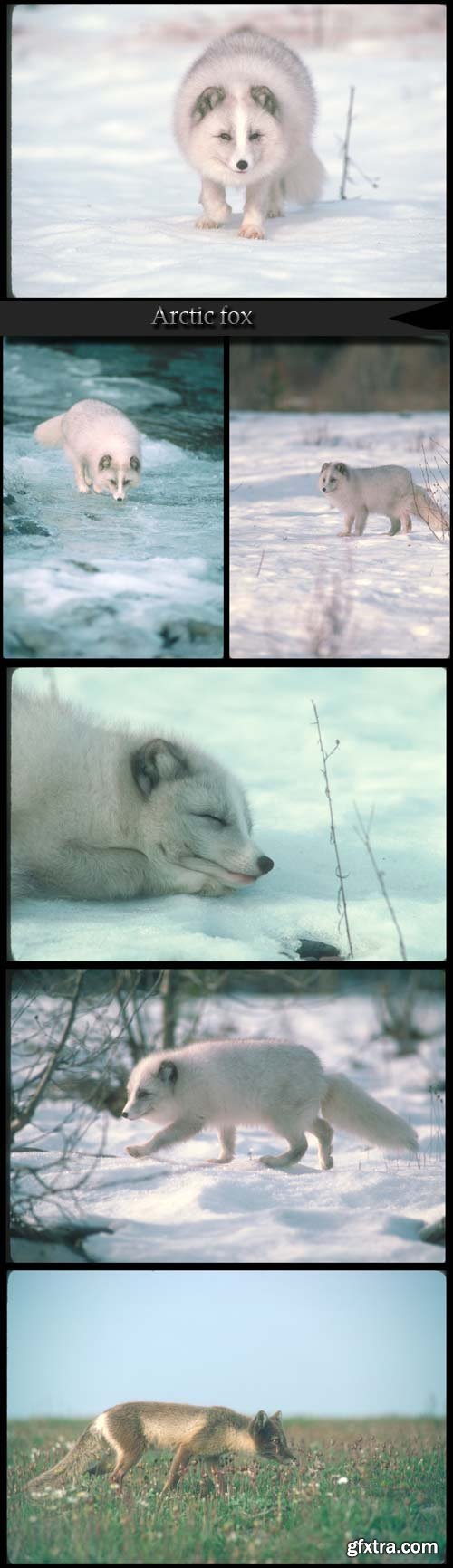 Arctic fox