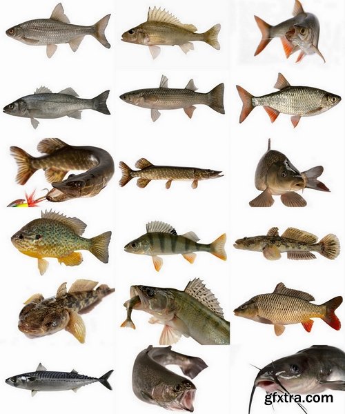 Collection of various fish species 25 HQ Jpeg