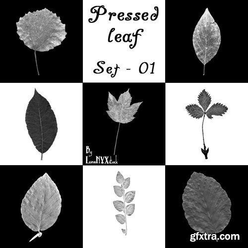 Photoshop Brushes - Pressed Leaves