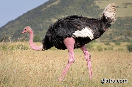 Collection of beautiful ostrich 25 HQ Jpeg