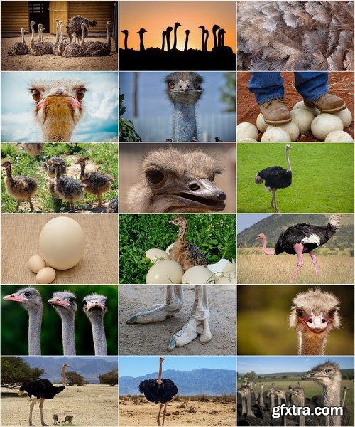 Collection of beautiful ostrich 25 HQ Jpeg