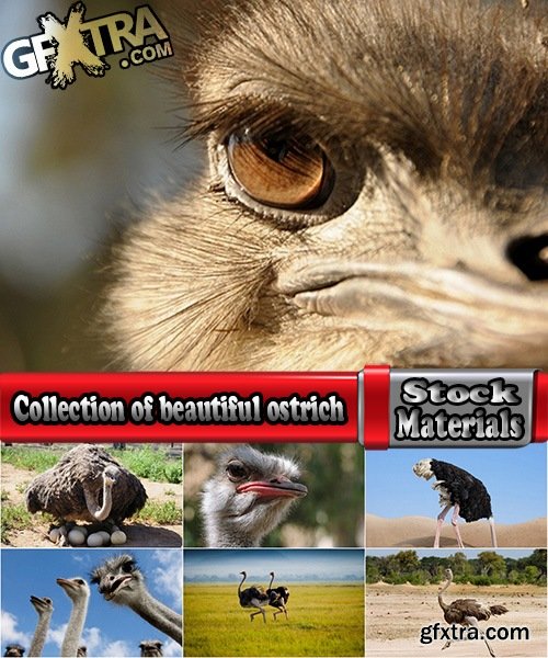 Collection of beautiful ostrich 25 HQ Jpeg